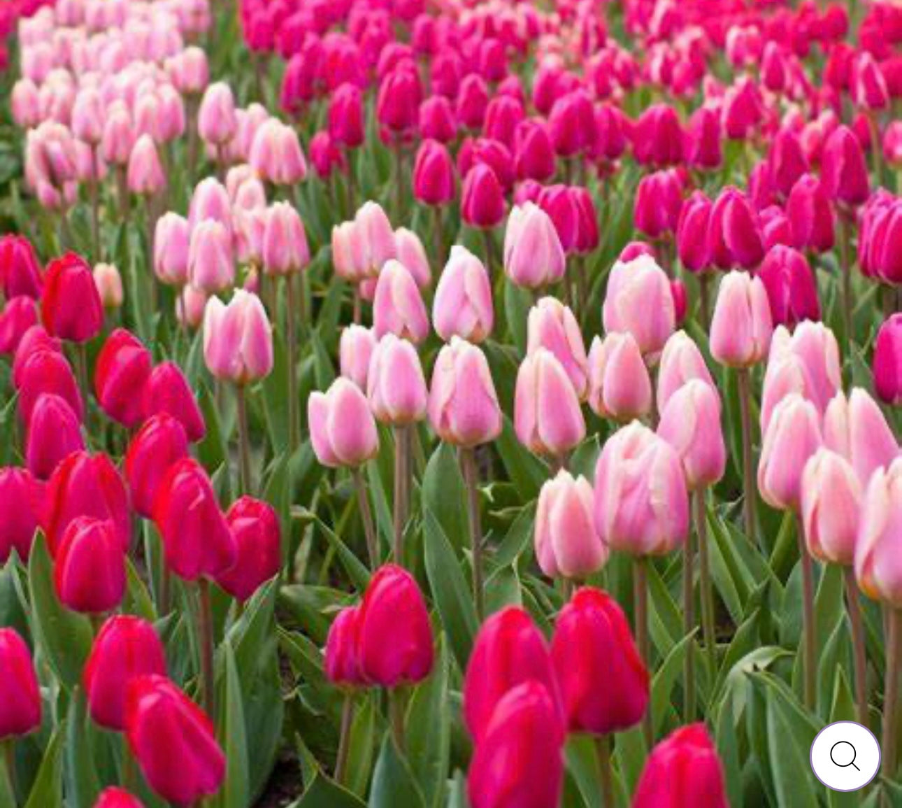 Pink Tulips & White Jasmine