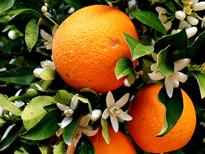 Orange Blossom
