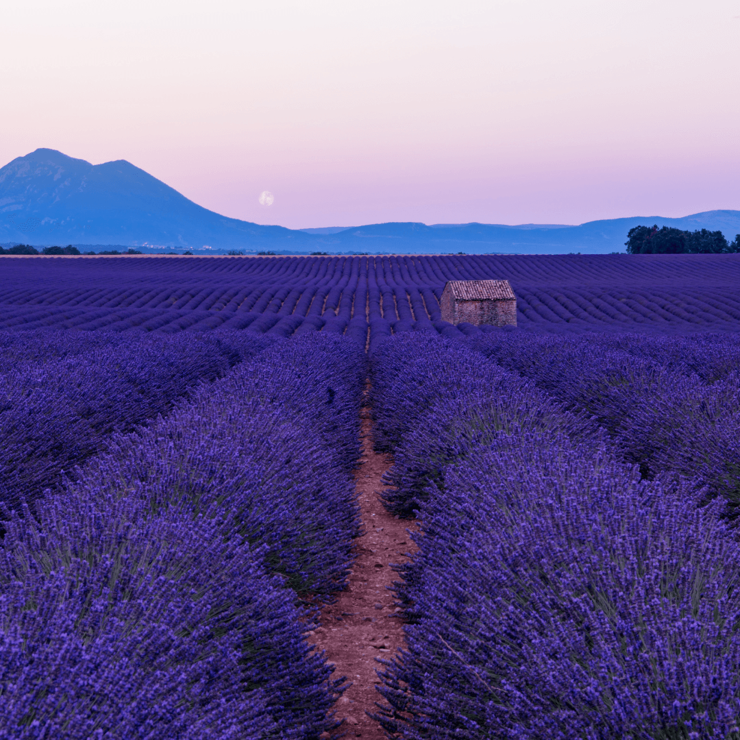 Lavender & Moonflower